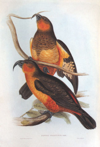 Image:John-Gould-001.jpg