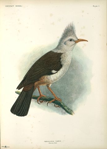 Image:Fregilupus varius - John Gerrard Keulemans.jpg