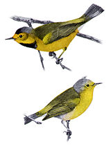 Bachman's Warbler