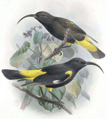 Image:Drepanis pacifica-Keulemans.jpg