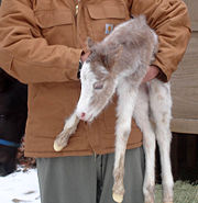 A pony foal.  Pony foals are smaller than horse foals, but both have long legs and small bodies