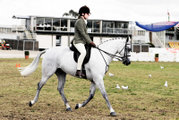 An Australian pony shown under saddle.