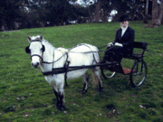 A Shetland pony shown in harness.