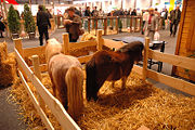 The Shetland pony is one of the smallest pony breeds, but also is very strong