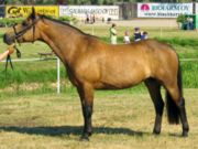 The Connemara pony is a larger pony which occasionally matures over 14.2 hands