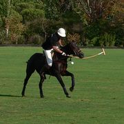 The full-sized horses used for polo are called "polo ponies," even though they are taller than ponies