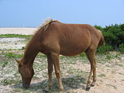 There is debate over whether the feral Chincotgeague ponies of Assateague Island are horses or ponies