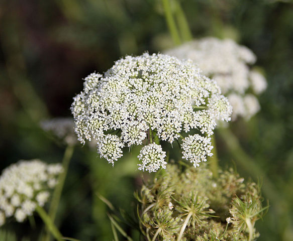 Image:Carrot flowers.jpg