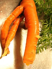 Carrots with multiple taproots (forks) are not specific cultivars but are a byproduct of damage to earlier forks often associated with rocky soil.