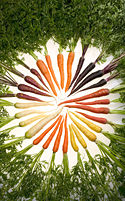 Carrots can be selectively bred to produce different colours.