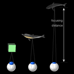 The eye adjusts its internal lens to get a clear, focused image