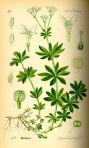 Woodruff – from Thomé, Flora von Deutschland, Österreich und der Schweiz 1885