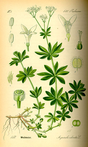 Image:Illustration Galium odorata0.jpg