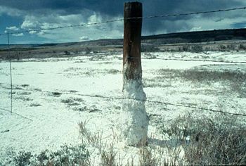 Salt-affected soils are visible on rangeland in Colorado. Salts dissolved from the soil accumulate at the soil surface and are deposited on the ground and at the base of the fence post.