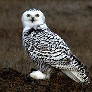 Young Owl on the tundra at Barrow Alaska