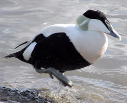 Common Eider in Bristol Zoo, England