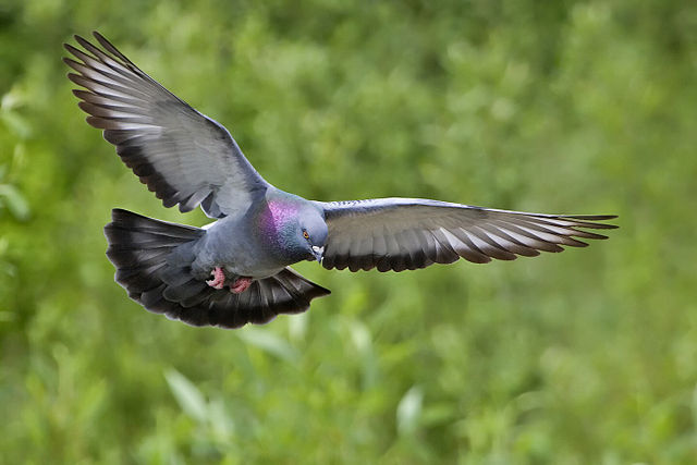 Image:Rock dove - natures pics.jpg