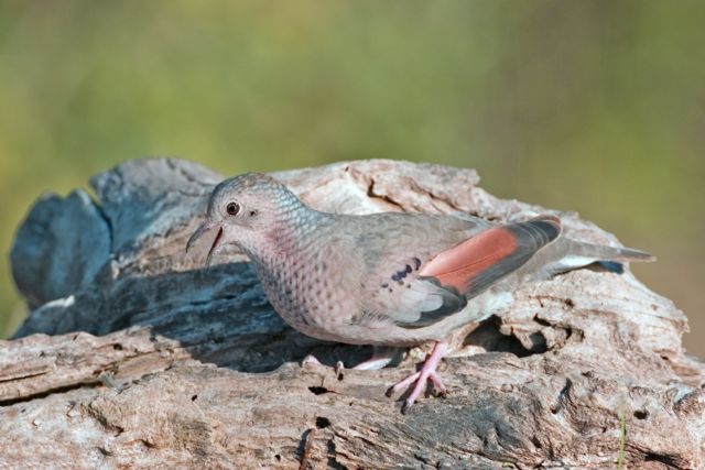 Image:Columbina passerina.jpg