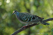 The Common Bronzewing has a widespread distribution across all of Australia and lives in most habitat types except dense rainforest and the driest deserts