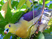 The White-bellied Green-pigeon feeding on fruit