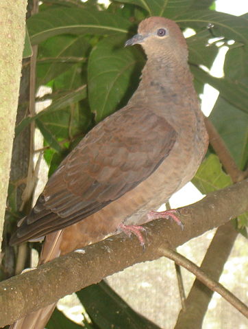 Image:Brown cuckoo dove.JPG