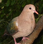 Emerald Dove,  Chalcophaps indica, native to tropical southern Asia and Australia.