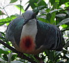 Luzon Bleeding-heart Pigeon Gallicolumba crinigera, native to the Philippines.