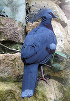 Victoria Crowned Pigeon Goura victoria in Bristol Zoo.