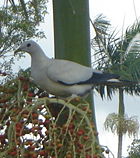 Pied Imperial Pigeon Ducula bicolor.