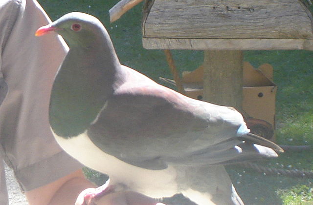 Image:NZ-pigeon.JPG