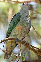 Rose-crowned Fruit-dove (Ptilinopus regina) from eastern Australia and Indonesia