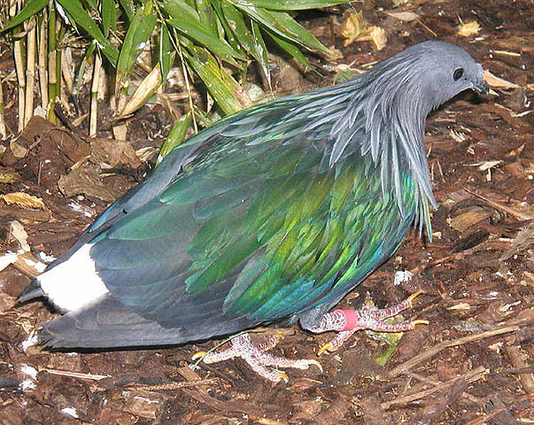Image:Nicobar.pigeon.750pix.jpg