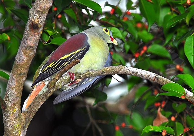 Image:Thick-billed Green Pigeon.jpg