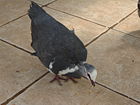 Wonga Pigeon, Leucosarcia melanoleuca, native to Australia.
