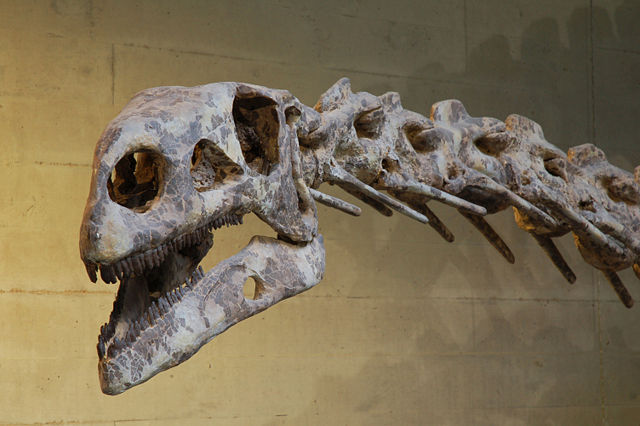 Image:Plateosaurus skull.jpg