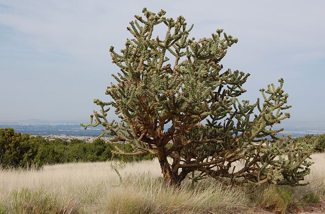 Image:Cane Cholla, July Albuquerque.JPG