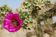 Cane cholla blossom