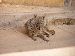 A golden jackal