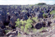 Limestone pinnacles remain after phosphate mining.