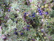 Mature purple and younger green juniper berries can be seen growing alongside one another on the same plant.