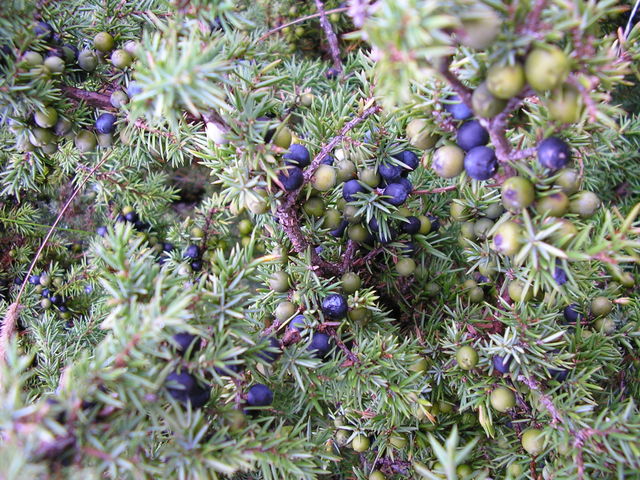 Image:Juniperus communis at Valjala on 2005-08-11.jpg
