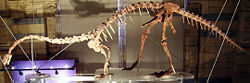 A mounted Massospondylus skeleton at the Natural History Museum, London, showing an outdated pre-2007 pose