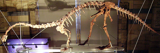 Image:Massospondylus 1 NHM2.jpg