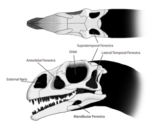 Above is a diagram of the skull of Massospondylus, showing the various skull openings.