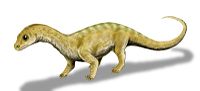 An artist's depiction of a juvenile Massospondylus, shown here as a quadruped