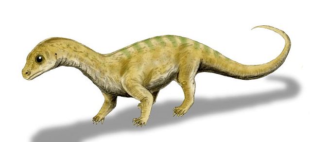 Image:Massospondylus baby BW.jpg