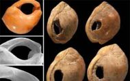 75,000 year old Nassarius shell beads found in Blombos Cave, South Africa
