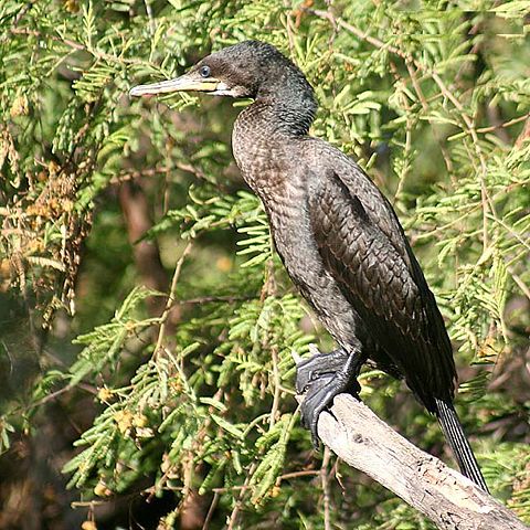 Image:Great Cormorant I IMG 8519.jpg