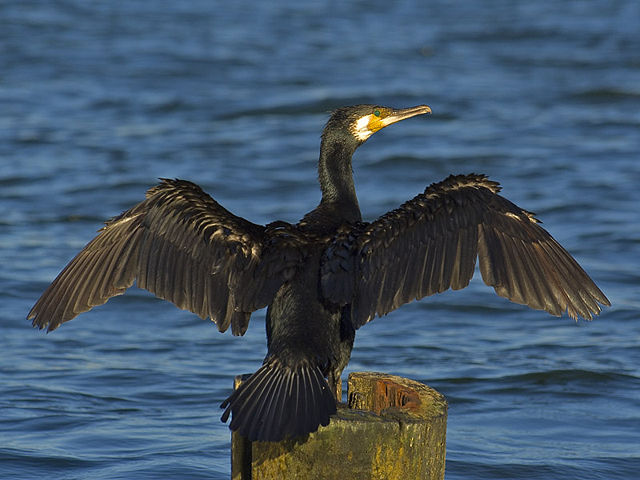 Image:Phalacrocorax carbo02.jpg