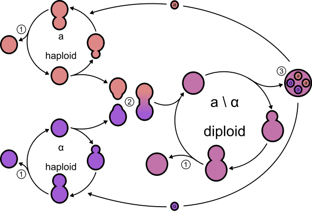 Image:Yeast lifecycle.svg